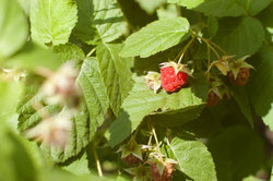 Raspberry bushes should be trimmed regularly.