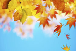 Folhas coloridas caem - algo que chama a atenção no festival de outono 