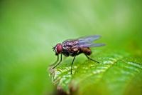 Що їдять мухи?
