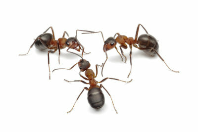 Myror i huset är en olägenhet.
