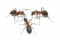 Combattez les fourmis avec succès dans la maison