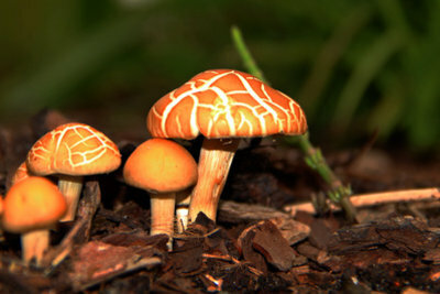 Apakah sudah ada jamur tergantung pada varietas individu.