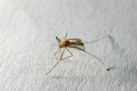 Effektivt botemedel mot mygg