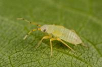 Treat bedbug bites with home remedies