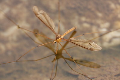 Afstødning af myg fungerer meget godt med afprøvede hjemmemediciner