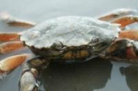 Crabul de pe plajă și dușmanii săi