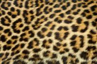 Crie um visual de leopardo na parede