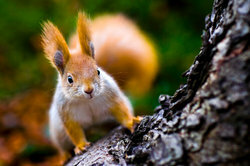 Squirrels are excellent climbers and jumpers.