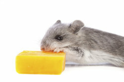 Pelēm tik ļoti nepatīk siers - viņas ļoti dod priekšroku zemesriekstu sviestam.