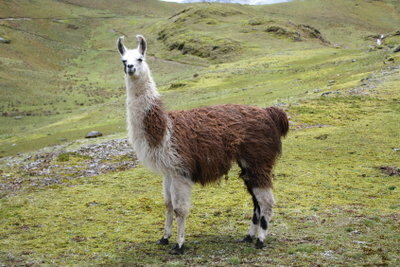 The difference between llamas and alpacas