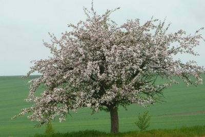 Een oude appelboom in volle bloei