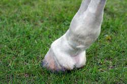 모든 말에는 발굽 롤러가 있으며 염증은 두려운 문제입니다.