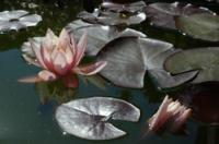 Keep the garden pond ice-free in winter