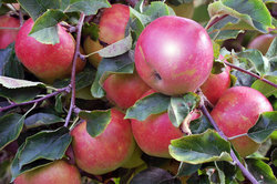 ჯანსაღი ვაშლის ხე მდიდარ მოსავალს იძლევა.