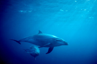 Delfíny jedia malé morské živočíchy.