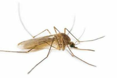 Myggor är irriterande insekter.