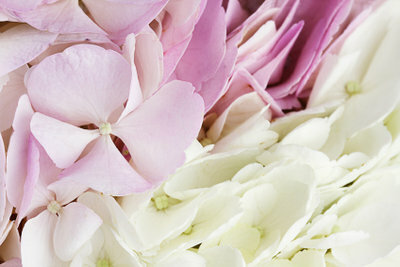 Las hortensias tienen flores románticas y delicadas.