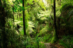 Deštný prales je nejvlhčím pásmem v tropech.