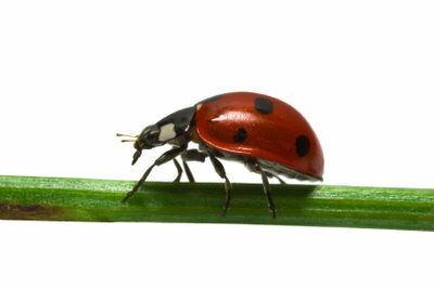 Ladybugs are impressive animals.