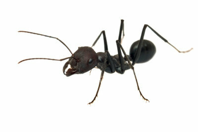 Ants are useful animals, but they shouldn't be in the house or apartment.