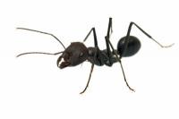 Найти и уничтожить муравьиное гнездо в доме