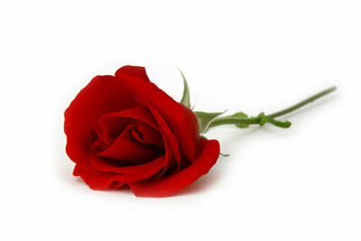Розата е прекрасен сувенир.