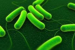 A kórokozó baktériumok szepszist okozhatnak.