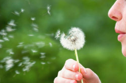 Dandelions have many seeds to reproduce.