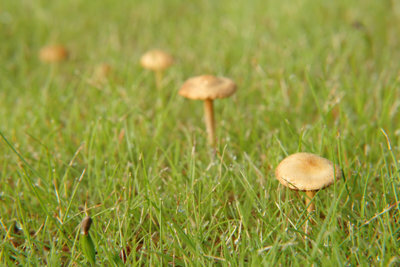 Sommige paddenstoelen geven de voorkeur aan gras.