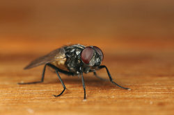 The housefly can become a nuisance.