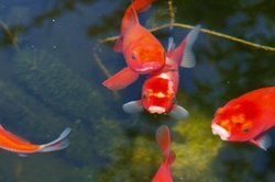 Золотая рыбка в садовом пруду