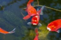 Leave the goldfish in the garden pond for the winter