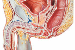 En la parte frontal del pene, el prepucio está conectado al glande a través del ligamento del prepucio.
