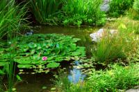 Install the pond bowl correctly in the garden
