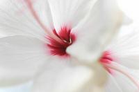 Hibiscus syriacus "rött hjärta"