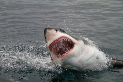 Gli squali sono tra la vita marina più famosa.