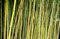 Prenda uma tela de bambu para privacidade na varanda