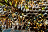 Bir eşekarısı yuvasında kaç yaban arısı vardır?
