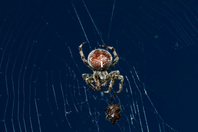 Садовый паук - самый известный ядовитый паук Германии.