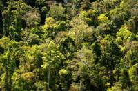 Rainforest: Vícepodlažní budova jako strategie přežití