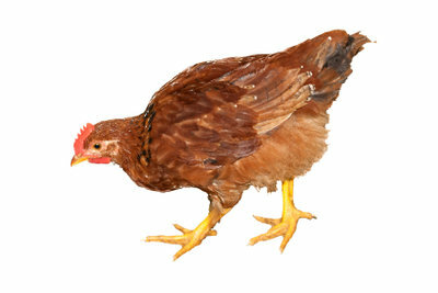 Пилетата обичат да кълват по земята.