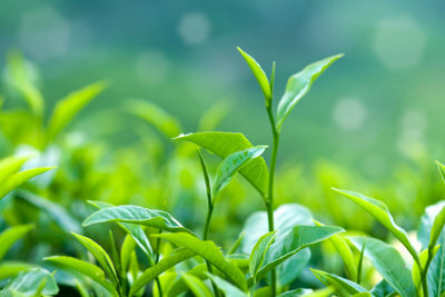 Bruk grønn te vellykket mot kviser.
