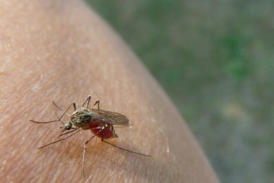 Muggen zijn dragers van malaria.