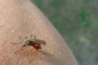 말라리아는 치료할 수 있습니까? 이 질병과 회복에 대한 흥미로운 사실