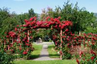 Create a rose arch in the garden