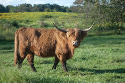 牧草地のハイランド牛！