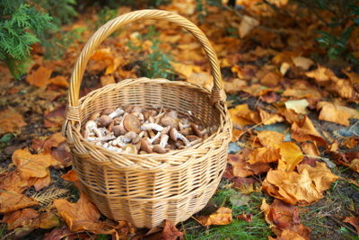 Edible mushrooms are best found in October.