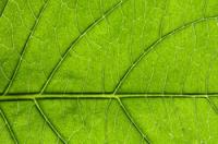 Waar worden bladnerven voor gebruikt? Nuttige informatie over de structuur van planten