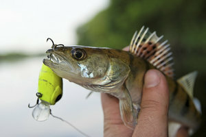 The pikeperch is a predatory fish that is not easy to catch.