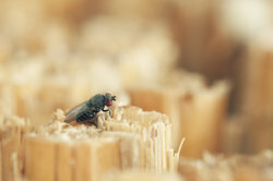 Małe muchy często przyciąga otwarte jedzenie.